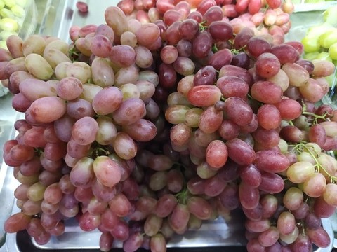 無籽紅提