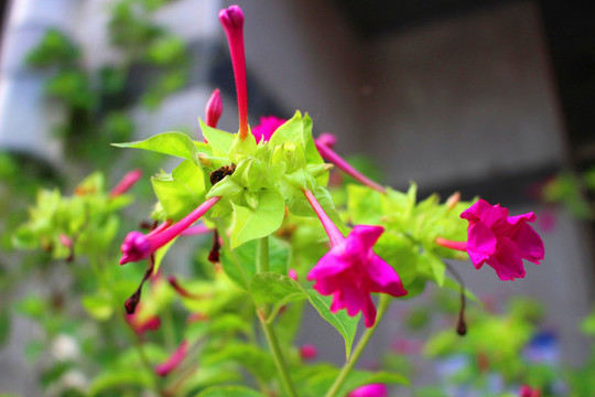 花