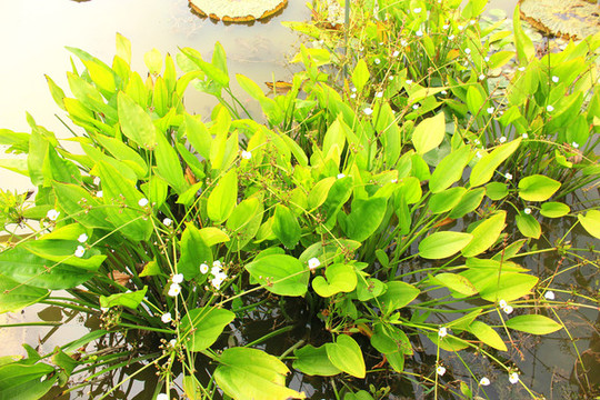 植物素材