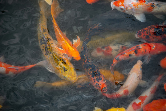 水塘里養(yǎng)殖的一群錦鯉魚