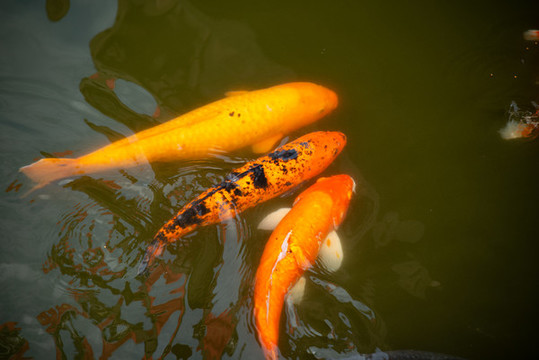 水塘里養(yǎng)殖的一群錦鯉魚