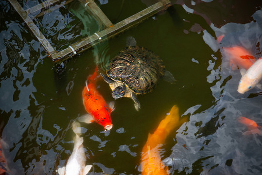 水塘里養(yǎng)殖的一群錦鯉魚