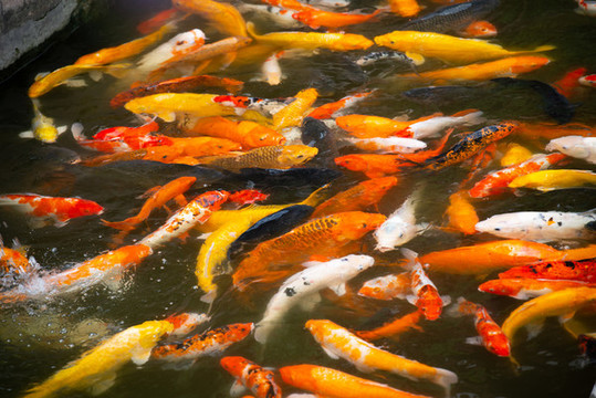 水塘里養(yǎng)殖的一群錦鯉魚