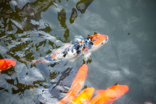 水塘里養(yǎng)殖的一群錦鯉魚