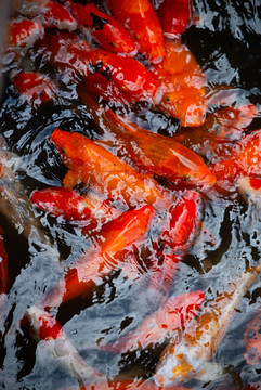 水塘里養(yǎng)殖的一群錦鯉魚