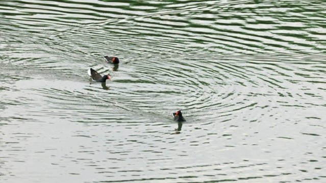 黑水雞