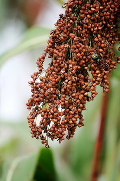 高粱穗子