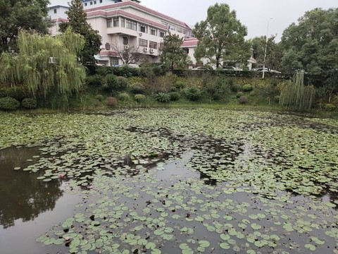 蓮花