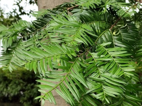 紅豆杉