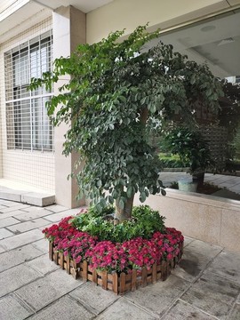 綠植盆景