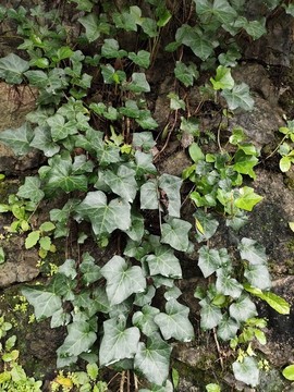 爬山虎綠植墻