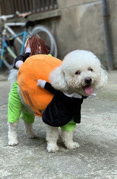 比熊犬