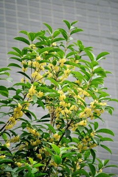 銀桂開花