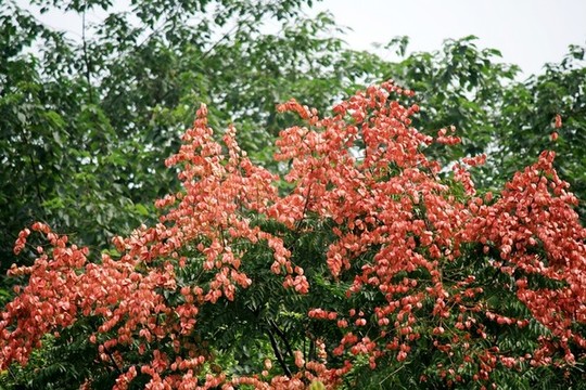 欒樹開花