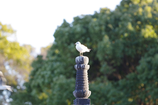 一只鳥