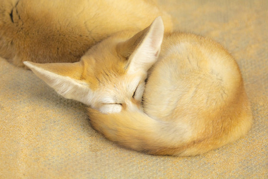 柴犬