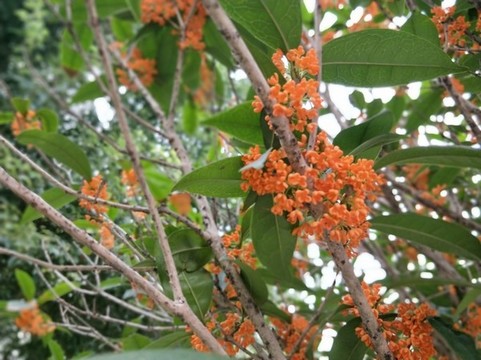 桂花飄香