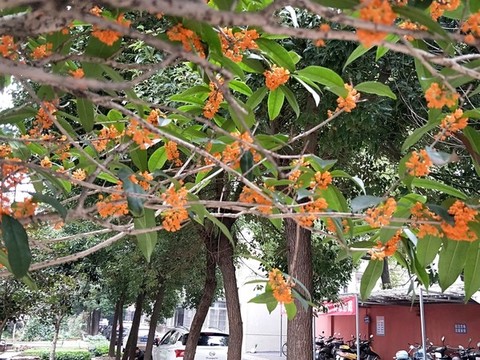 桂花飄香