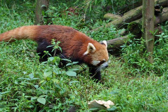 小熊貓