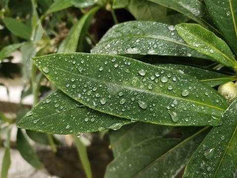 綠葉與水珠