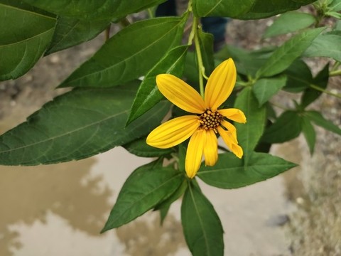 菊芋花特寫