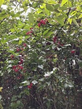 紅色野果子特寫(xiě)