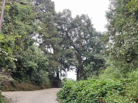 古樹(shù)