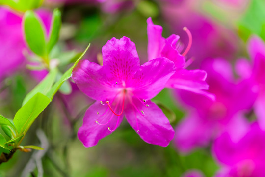 玫紅杜鵑花