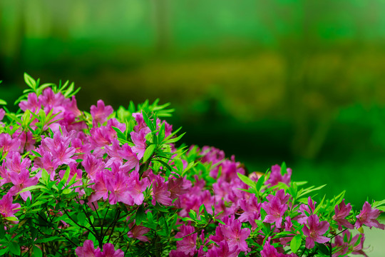 玫紅杜鵑花