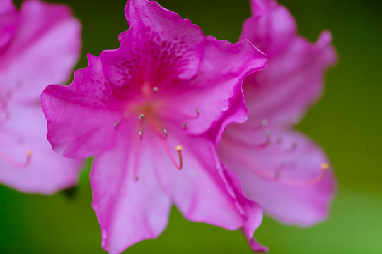 粉色杜鵑花