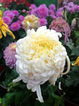 菊花