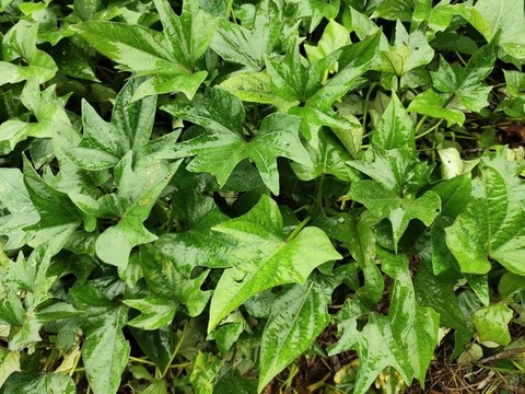 紅薯葉特寫