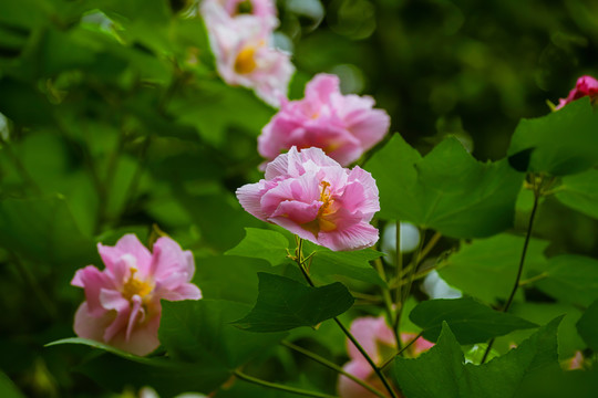 芙蓉花