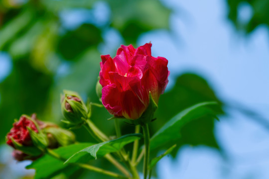 芙蓉花