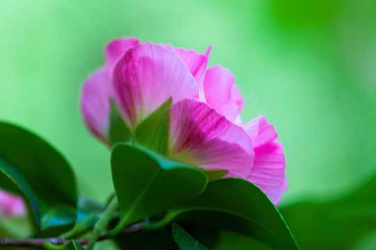 芙蓉花