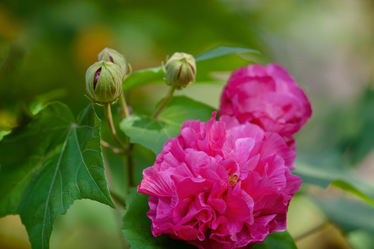 芙蓉花