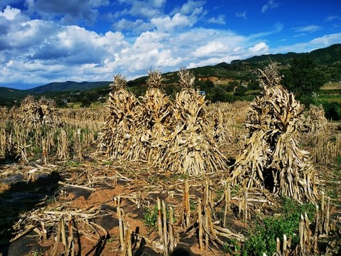 豐收的包谷地