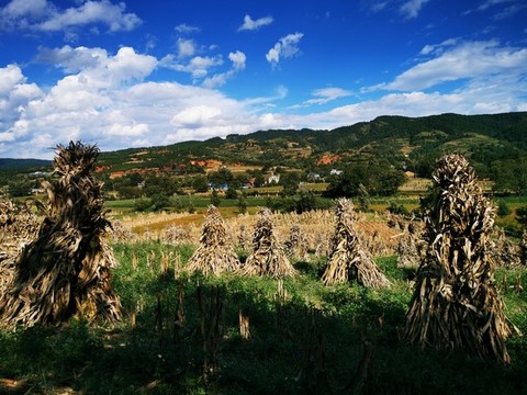 豐收的包谷地
