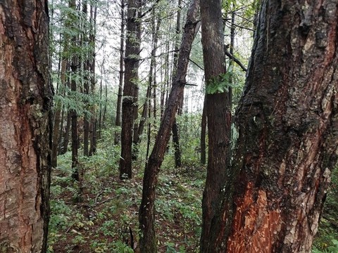 樅樹林