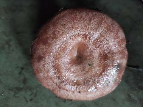 烏樅菌頂視圖