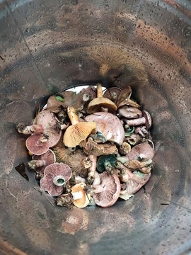新鮮野生樅菌