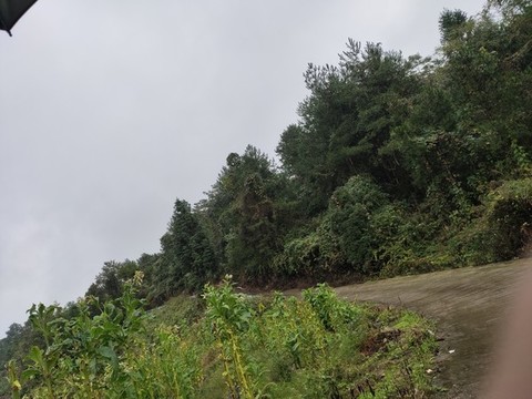 煙草與綠植