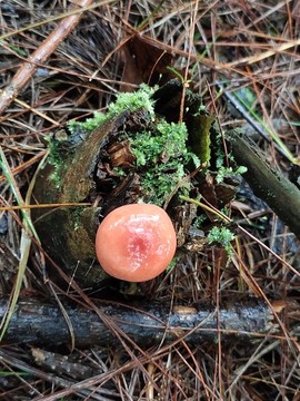 菌菇