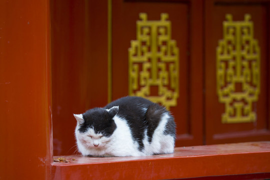 貓