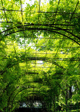 上海復(fù)興公園春色