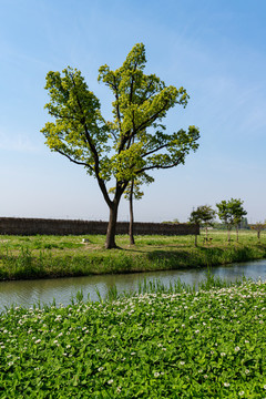 郊野公園綠樹(shù)小河花草