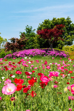 郊野公園景觀景色