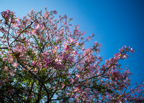 開花