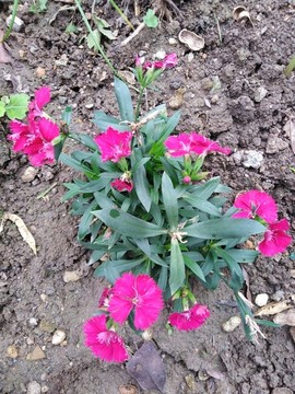 鮮花