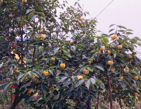 柿子樹
